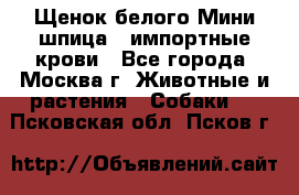 Щенок белого Мини шпица , импортные крови - Все города, Москва г. Животные и растения » Собаки   . Псковская обл.,Псков г.